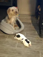 Magelon, a male Yorkshire Terrier and Biewer for sale in Alexander City, AL – Photo 6 of 8