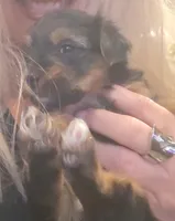 Magelon, a male Yorkshire Terrier and Biewer for sale in Alexander City, AL – Photo 2 of 8