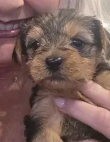 Magelon, a male Yorkshire Terrier and Biewer for sale in Alexander City, AL – Photo 4 of 8