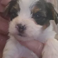 Magelon, a male Yorkshire Terrier for sale in Alexander City, AL – Photo 1 of 9