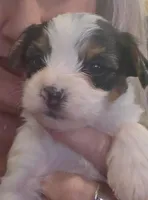 Magelon, a male Yorkshire Terrier and Biewer for sale in Alexander City, AL – Photo 1 of 8