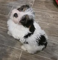 Magelon, a male Yorkshire Terrier for sale in Alexander City, AL – Photo 2 of 9