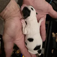 Magelon, a male Yorkshire Terrier for sale in Alexander City, AL – Photo 8 of 9