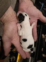 Magelon, a male Yorkshire Terrier and Biewer for sale in Alexander City, AL – Photo 7 of 8