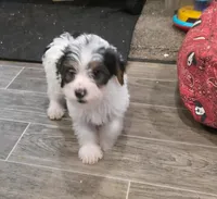 Magelon, a male Yorkshire Terrier for sale in Alexander City, AL – Photo 3 of 9