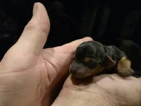 Caboose, a male Yorkshire Terrier and Biewer for sale in Alexander City, AL – Photo 2 of 2