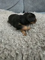 Yorkie #2 boy, a male Yorkshire Terrier for sale in Alexander City, AL – 2 of 4