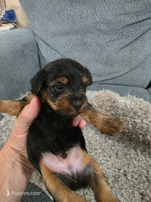 Yorkie #2 boy – Yorkshire Terrier puppy for sale in Alexander City, AL
