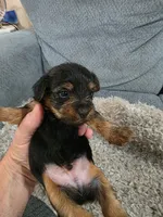 Yorkie #2 boy, a male Yorkshire Terrier for sale in Alexander City, AL – 1 of 4