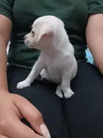 Luna, a female Chihuahua and Chiweenie for sale in Auburn, WA – 2 of 6