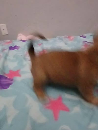 Teddy , a male Chihuahua and Chiweenie for sale in Auburn, WA – 6 of 6