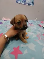 Teddy , a male Chihuahua and Chiweenie for sale in Auburn, WA – 1 of 6