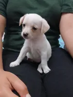 Luna, a female Chihuahua and Chiweenie for sale in Auburn, WA – 1 of 6