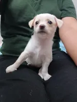Luna, a female Chihuahua and Chiweenie for sale in Auburn, WA – 3 of 6