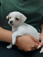 Luna, a female Chihuahua and Chiweenie for sale in Auburn, WA – 4 of 6
