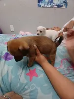 Teddy , a male Chihuahua and Chiweenie for sale in Auburn, WA – 2 of 6