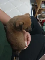 Teddy , a male Chihuahua and Chiweenie for sale in Auburn, WA – 4 of 6