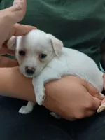 Luna, a female Chihuahua and Chiweenie for sale in Auburn, WA – 6 of 6