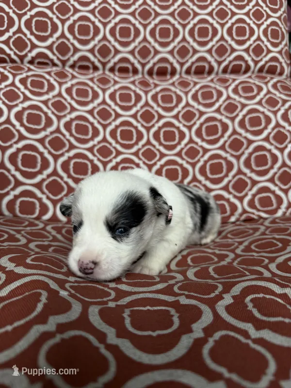 Catherine O’Hara , a female Cardigan Welsh Corgi for sale in Brandon, MS – Photo 1 of 5