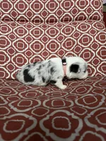 Catherine O’Hara , a female Cardigan Welsh Corgi for sale in Brandon, MS – Photo 4 of 5