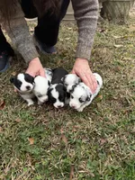 Catherine O’Hara , a female Cardigan Welsh Corgi for sale in Brandon, MS – Photo 5 of 5