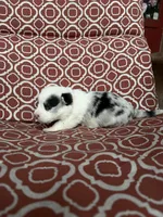 Catherine O’Hara , a female Cardigan Welsh Corgi for sale in Brandon, MS – Photo 3 of 5