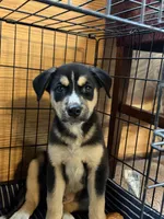 Zoro, a male German Shepherd Dog and Siberian Husky for sale in Dearborn, MI – 1 of 3