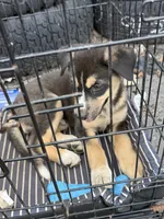 Zoro, a male German Shepherd Dog and Siberian Husky for sale in Dearborn, MI – 2 of 3