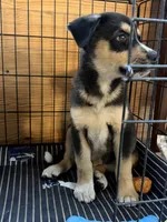 Zoro, a male German Shepherd Dog and Siberian Husky for sale in Dearborn, MI – 3 of 3