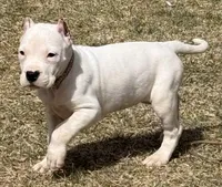 Amora, a female Dogo Argentino for sale in Longmont, CO – Photo 7 of 8