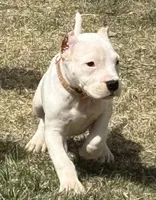 Amora, a female Dogo Argentino for sale in Longmont, CO – Photo 3 of 8
