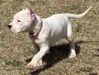 Amora, a female Dogo Argentino for sale in Longmont, CO – Photo 8 of 8