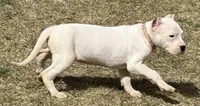 Amora, a female Dogo Argentino for sale in Longmont, CO – Photo 5 of 8