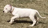 Amora, a female Dogo Argentino for sale in Longmont, CO – Photo 6 of 8