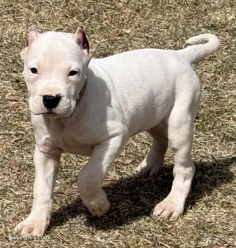 Amora – Dogo Argentino puppy for sale in Longmont, CO
