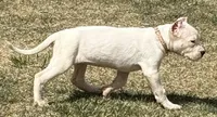 Amora, a female Dogo Argentino for sale in Longmont, CO – Photo 2 of 8