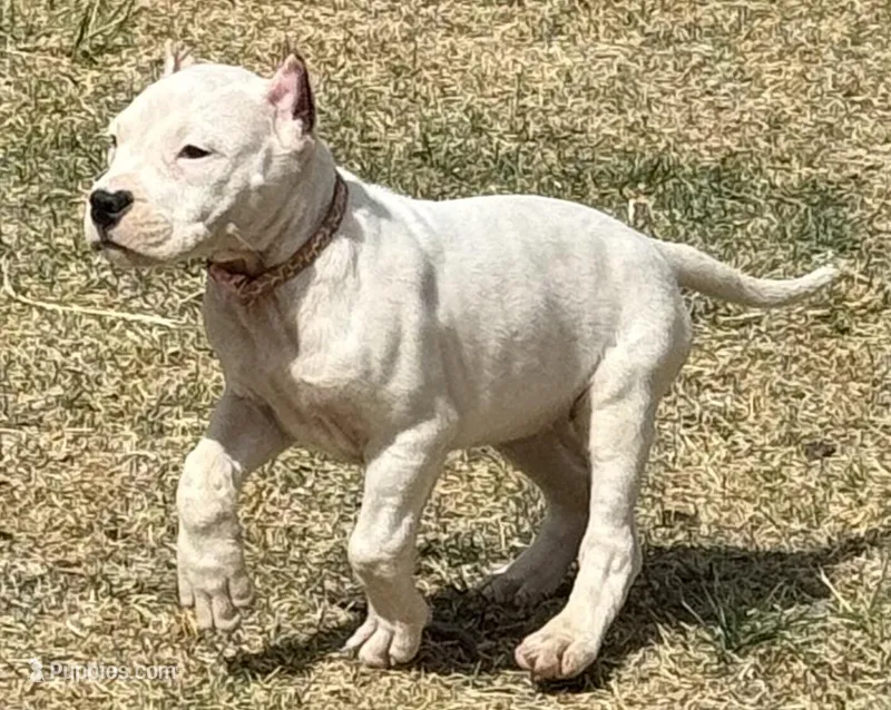 Amora – Dogo Argentino puppy for sale in Longmont, CO