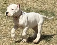 Amora, a female Dogo Argentino for sale in Longmont, CO – Photo 1 of 8