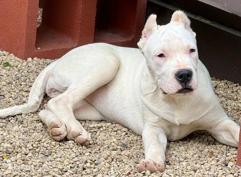 Amora – Dogo Argentino puppy for sale in Longmont, CO