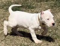 Aspen, a female Dogo Argentino for sale in Longmont, CO – Photo 4 of 10