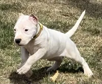 Aspen, a female Dogo Argentino for sale in Longmont, CO – Photo 2 of 10