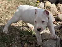 Aspen, a female Dogo Argentino for sale in Longmont, CO – Photo 3 of 10