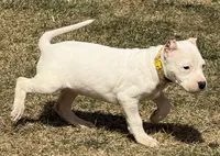 Aspen, a female Dogo Argentino for sale in Longmont, CO – Photo 7 of 10