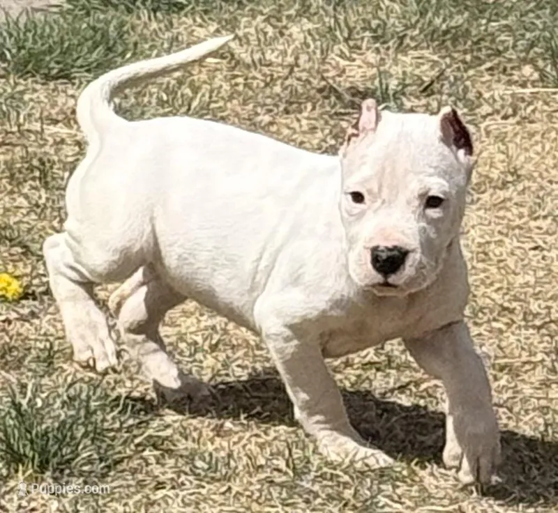 Aspen – Dogo Argentino puppy for sale in Longmont, CO