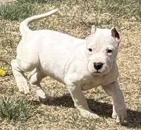 Aspen, a female Dogo Argentino for sale in Longmont, CO – Photo 1 of 10