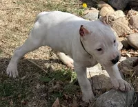 Aspen, a female Dogo Argentino for sale in Longmont, CO – Photo 5 of 10