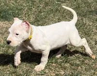 Aspen, a female Dogo Argentino for sale in Longmont, CO – Photo 9 of 10
