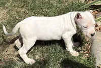Aspen, a female Dogo Argentino for sale in Longmont, CO – Photo 10 of 10