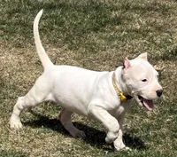 Aspen, a female Dogo Argentino for sale in Longmont, CO – Photo 6 of 10