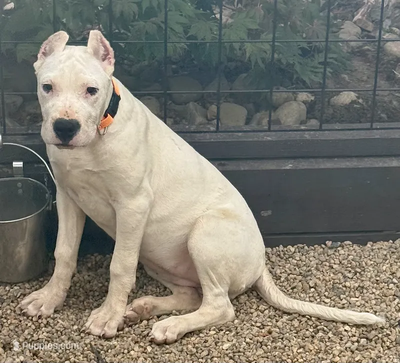 Aspen – Dogo Argentino puppy for sale in Longmont, CO